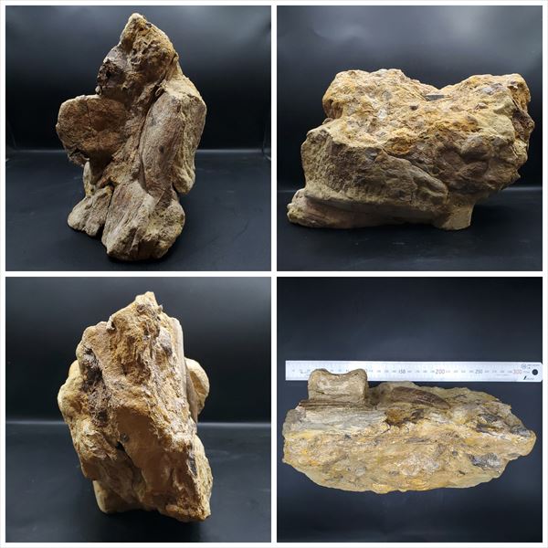 楽天市場】【送料無料】【ティラノサウルス/t-rex/歯/化石/恐竜】母岩