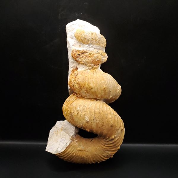 楽天市場】【送料無料】【アンモナイト/化石/】希少 異常巻き