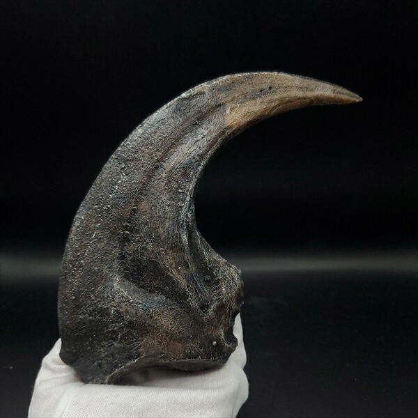 楽天市場】【送料無料】【アロサウルス /恐竜/化石】 アロサウルス 爪