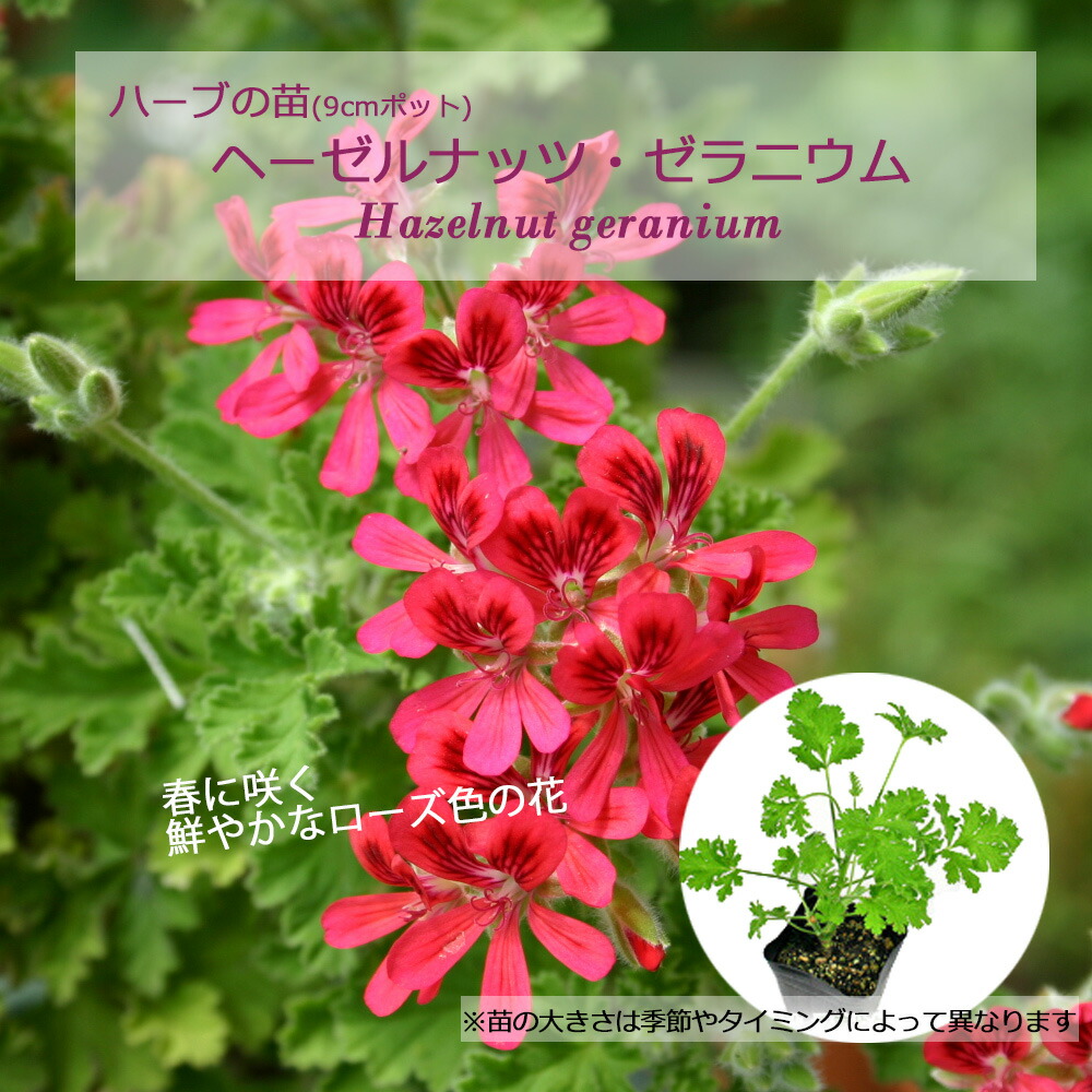楽天市場】ゼラニューム（花・ガーデン・DIY）の通販