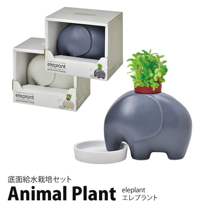 楽天市場】栽培キット 室内 栽培セット プレゼント ハーブ 初心者 聖新