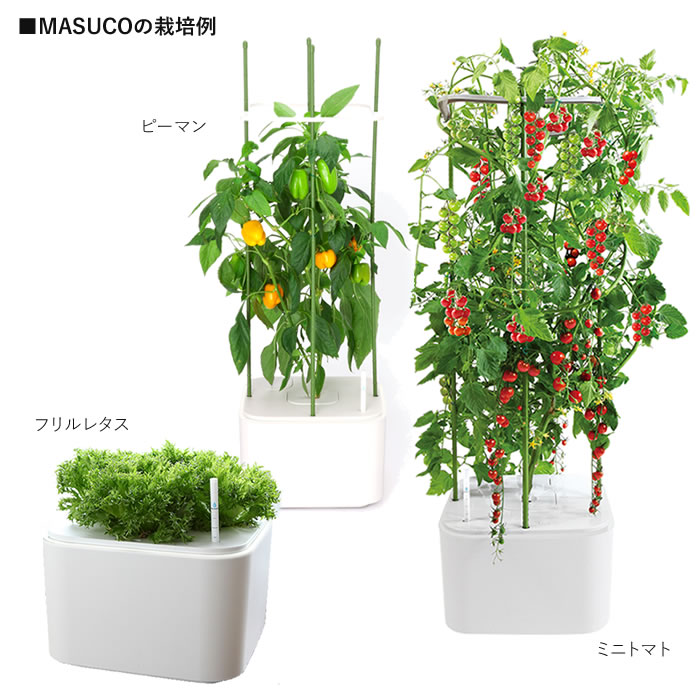 楽天市場】水耕栽培キット 水耕栽培 キット 栽培セット ハイポニカ