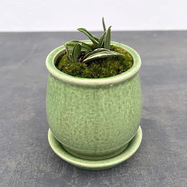 楽天市場】万年青 器の通販