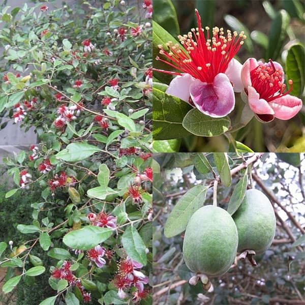 フェイジョア 花」の人気商品一覧 | 安い商品を通販サイトから探す