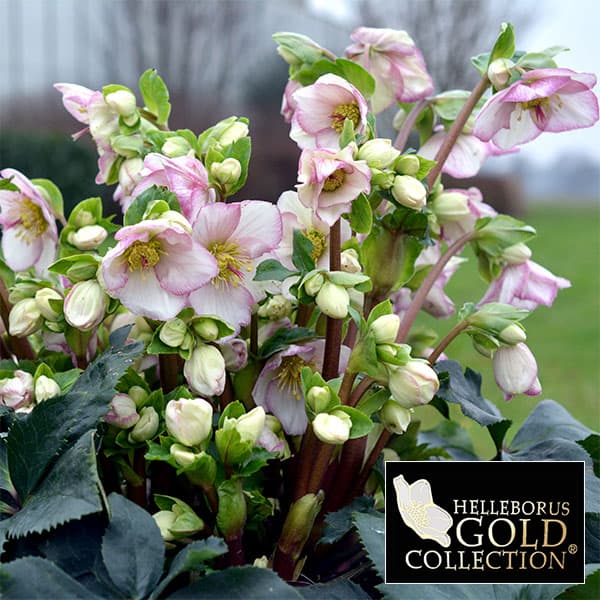 玲雪「新春セール」クリスマスローズ 小苗 かぐや姫×DDオキシ系いろは