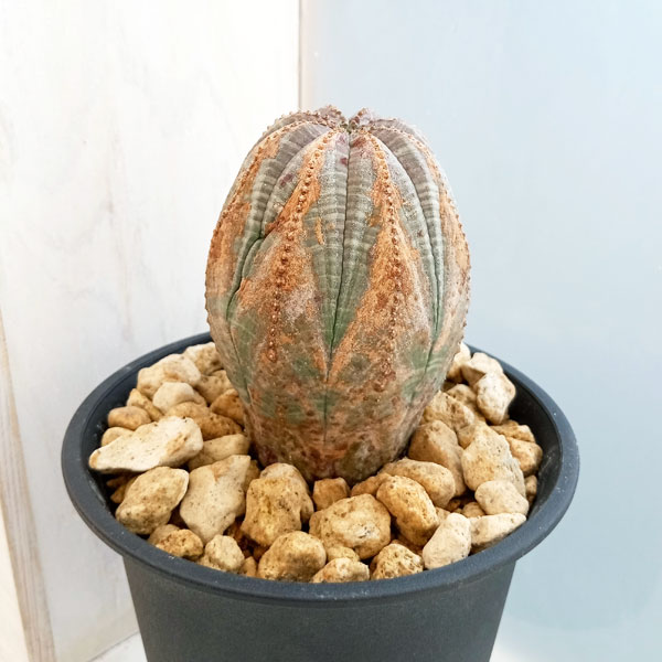 楽天市場】観葉植物/ユーフォルビア：オベサ 4号23-12 : 園芸ネット プラス