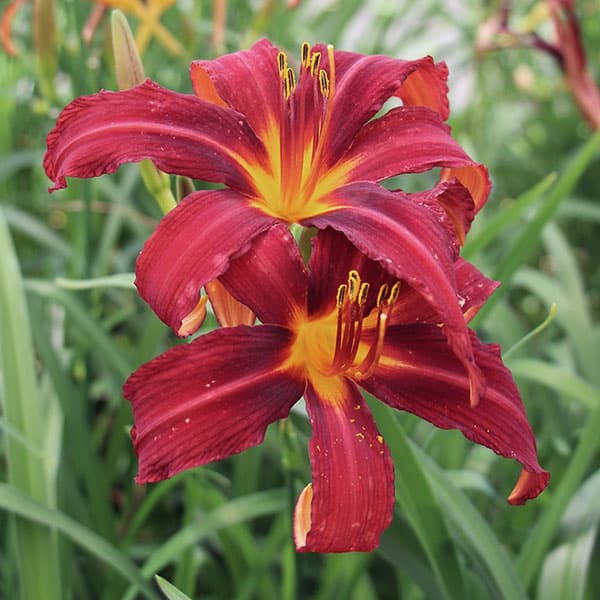 苗 ヘメロカリス」の人気商品一覧 | 安い商品を通販サイトから探す