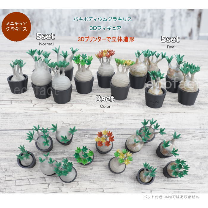 楽天市場】3D フィギュア ミニチュア 5セット リアル パキポディウム