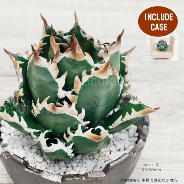 楽天市場】フェイクグリーン 3D フィギュア アガベ チタノタ レッド