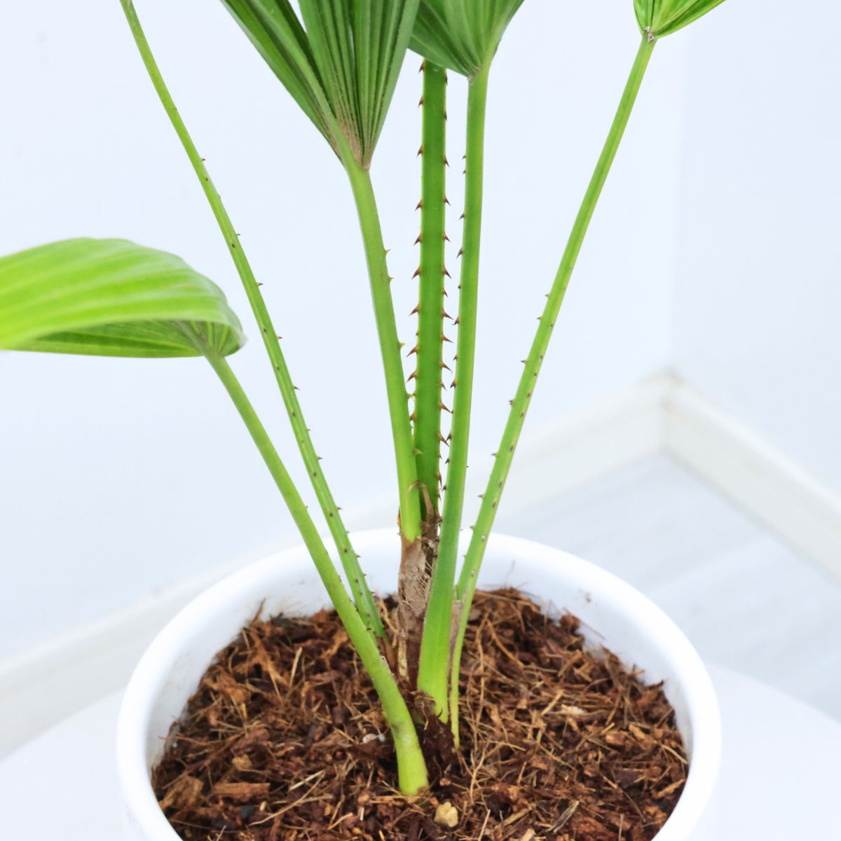 楽天市場】＼ポイント5倍／観葉植物 入手困難 ヤシの木 リクアラ