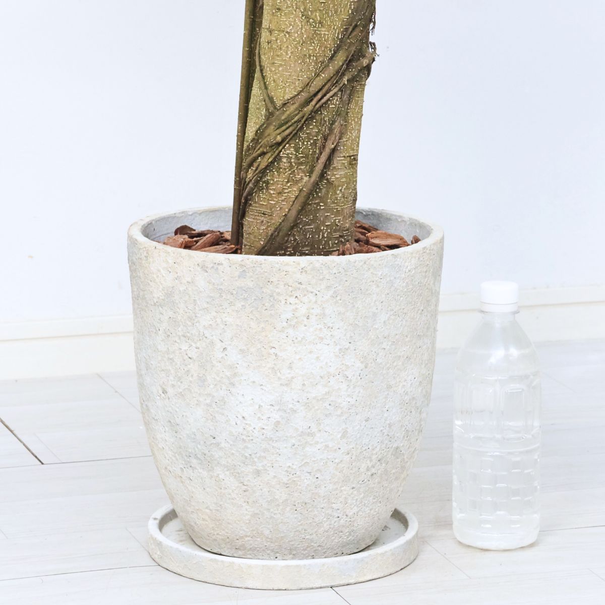 楽天市場】＼ポイント5倍／観葉植物 希少種 コパンダガジュマル 気根