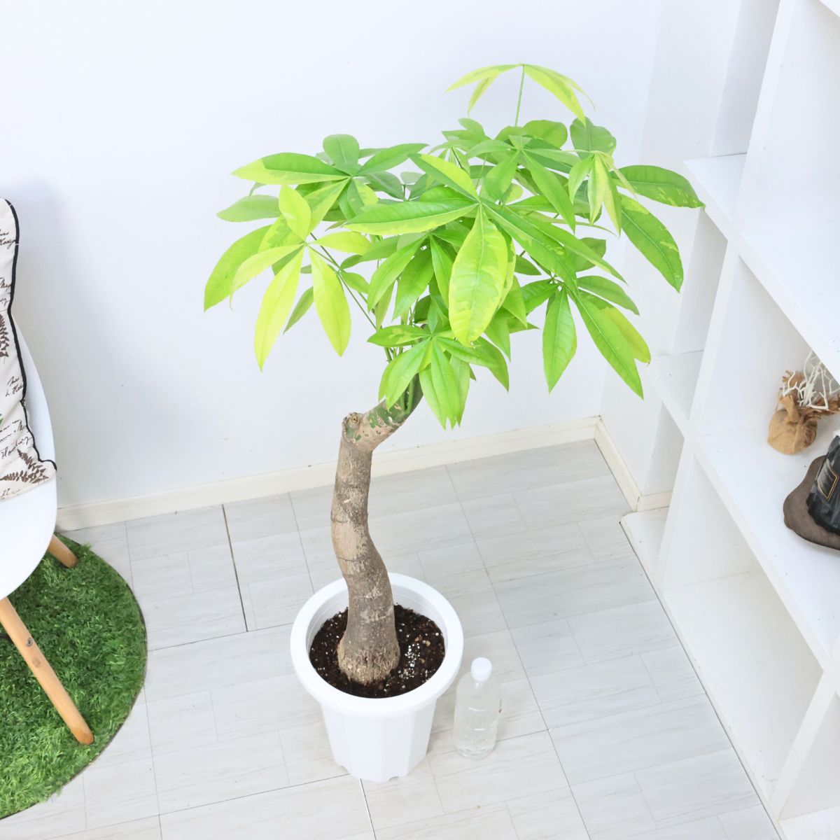 楽天市場】＼ポイント5倍／観葉植物 斑入り 実生 パキラ ムーンライト