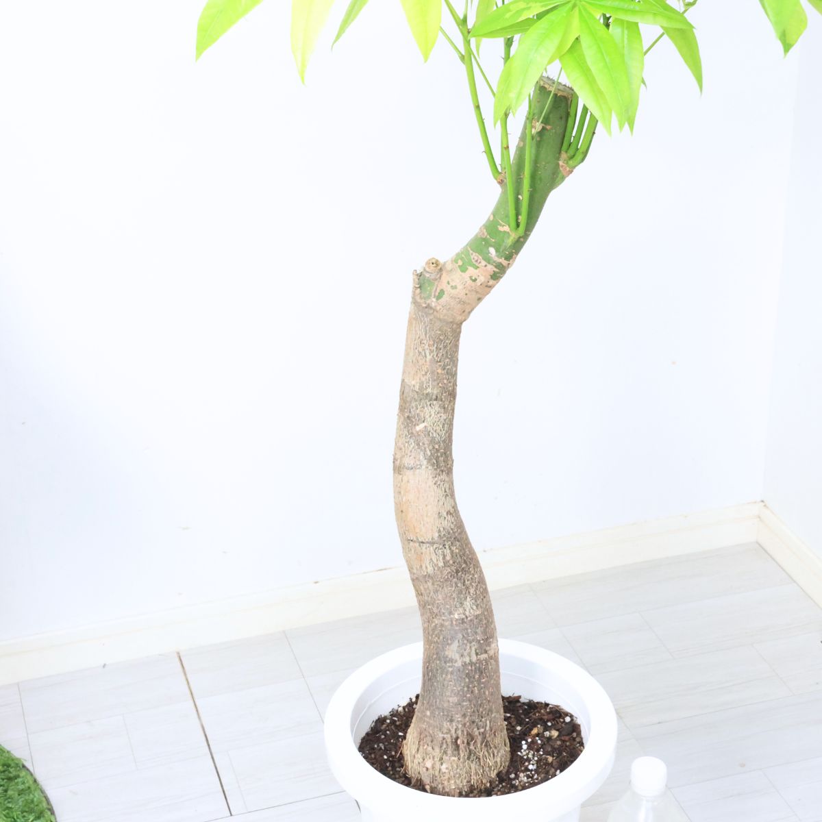 楽天市場】＼ポイント5倍／観葉植物 斑入り 実生 パキラ ムーンライト