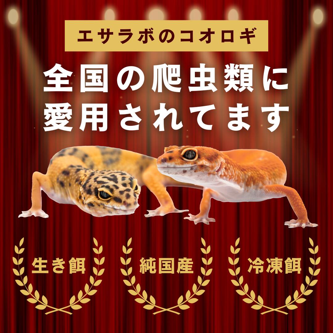 楽天市場】冷凍コオロギ ML 100g 300g 500g 1kg 送料無料 2cm程度