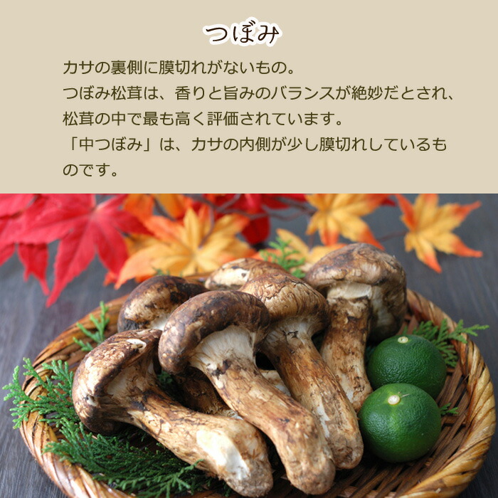 楽天市場】2026年10月分予約 【全額返金】訳あり 国産 松茸 300g