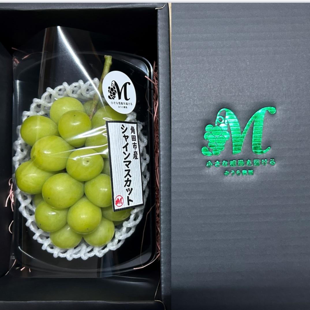 楽天市場】【ふるさと納税】【2026年発送分先行予約】シャイン