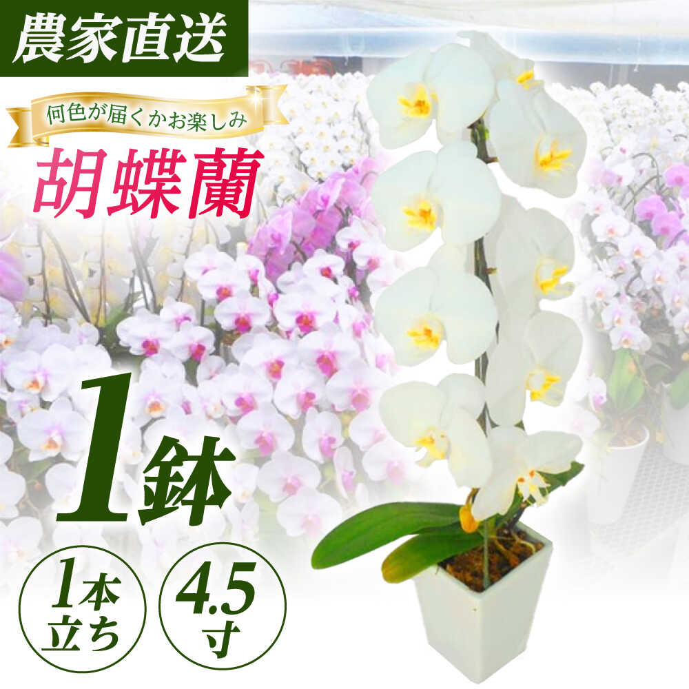 楽天市場】【ふるさと納税】【1本立ち4.5寸】生産農家直送！胡蝶蘭 1鉢