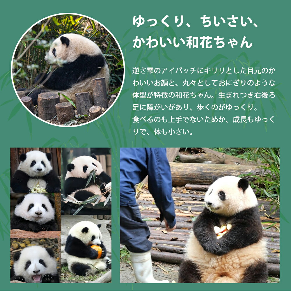 楽天市場】【ギフト対応無料】ぬいぐるみ パンダ 和花 花花 七仔