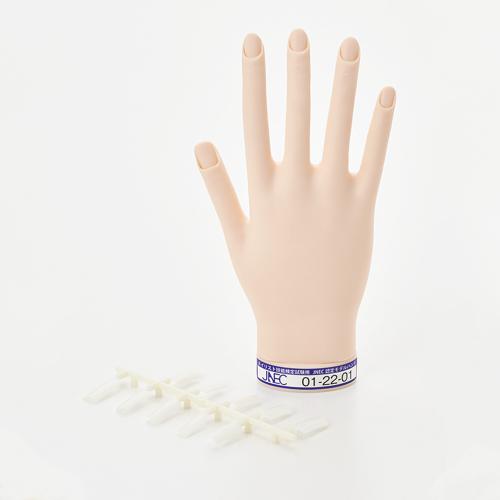 楽天市場】STモデルハンド /片手（JNEC 第1期認定モデルハンド