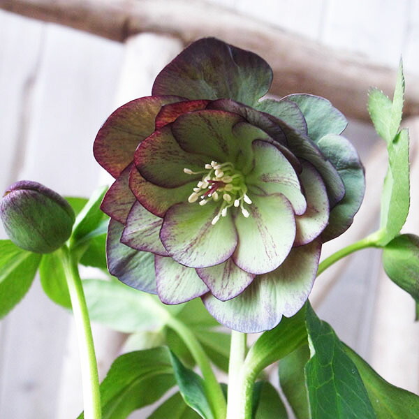楽天市場】クリスマスローズ ダブル 開花株 抹茶あずきバイカラー 5号