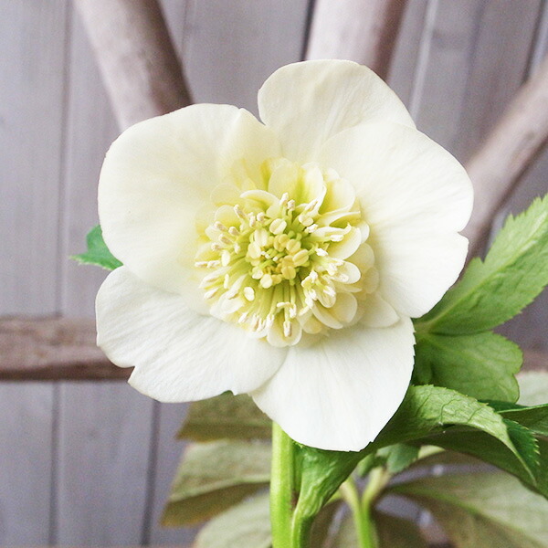 楽天市場】広瀬園芸 クリスマスローズ ソレイユの通販