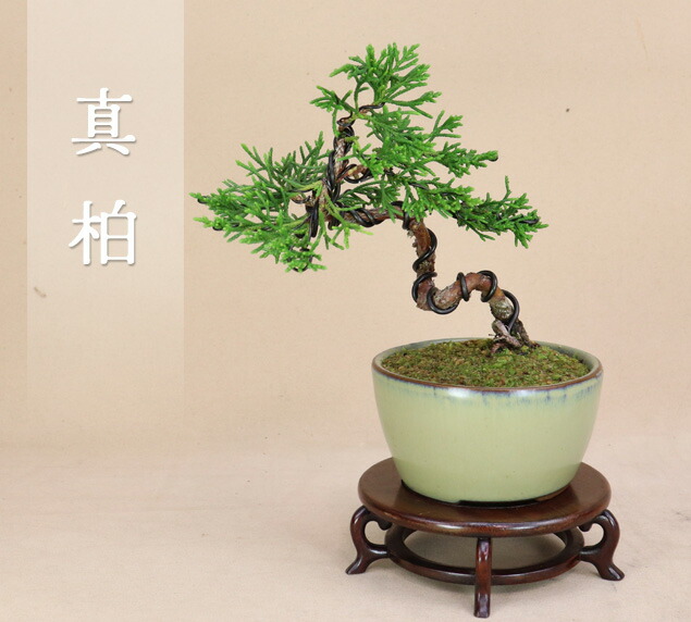 楽天市場】（株）一樹園 糸魚川真柏5本セット 小品盆栽／樹齢8年 : 一樹園