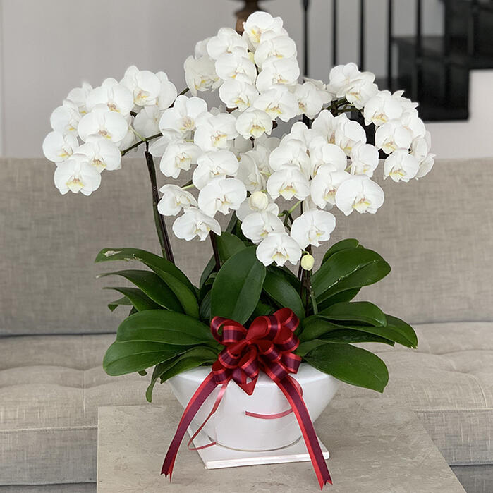 楽天市場】ミディ胡蝶蘭 ホワイト胡蝶蘭 5本立ち（こちょうらん）/誕生