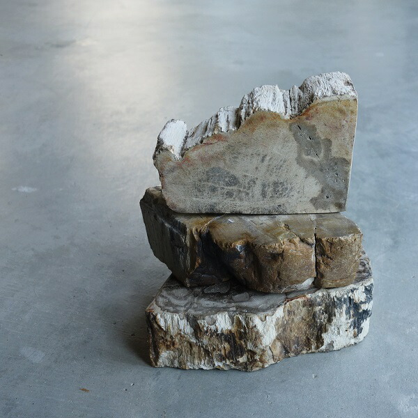 楽天市場】珪化木 ケイカボク G H ペトリファイドウッド おしゃれ