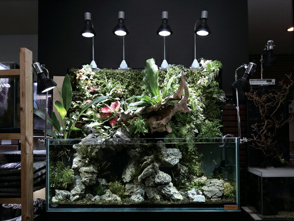 楽天市場】京セラ CERAPHIC いきもの電球 6500K(昼光色) : アクア