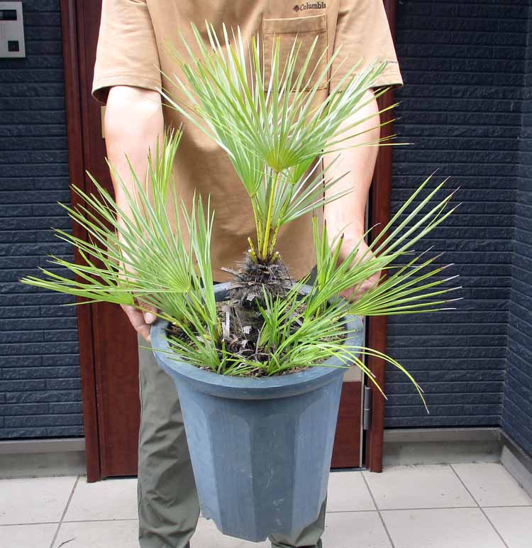 楽天市場】【現品・現物】【耐寒性ヤシ 椰子】チャメロプス・フミリス
