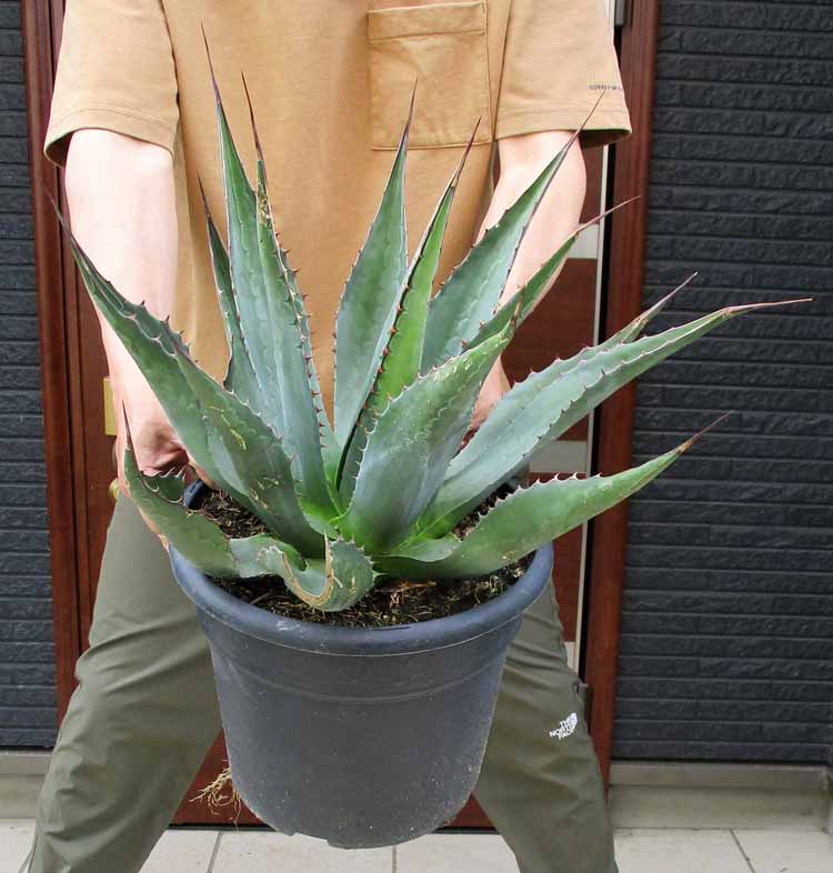 楽天市場】【現品・現物】【モンタナ 販売】希少な現地球！！アガベ