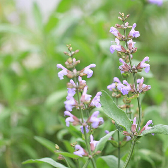 楽天市場】プラナロム セージ エッセンシャルオイル 送料無料 : アロマ