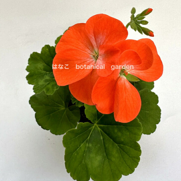 楽天市場】【ゼラニウム 苗】カラーリーフゼラニウム リッチ オレンジ
