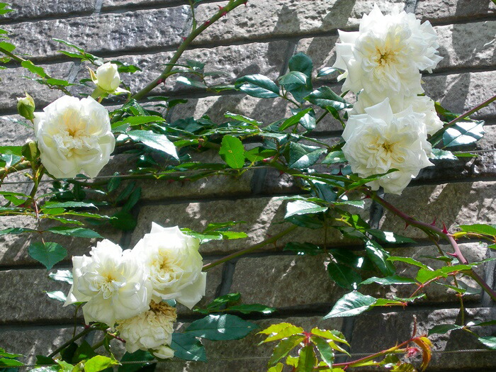 楽天市場】バラ苗【中苗】アルベリックバルビエ 国産苗 6号鉢植え品《J