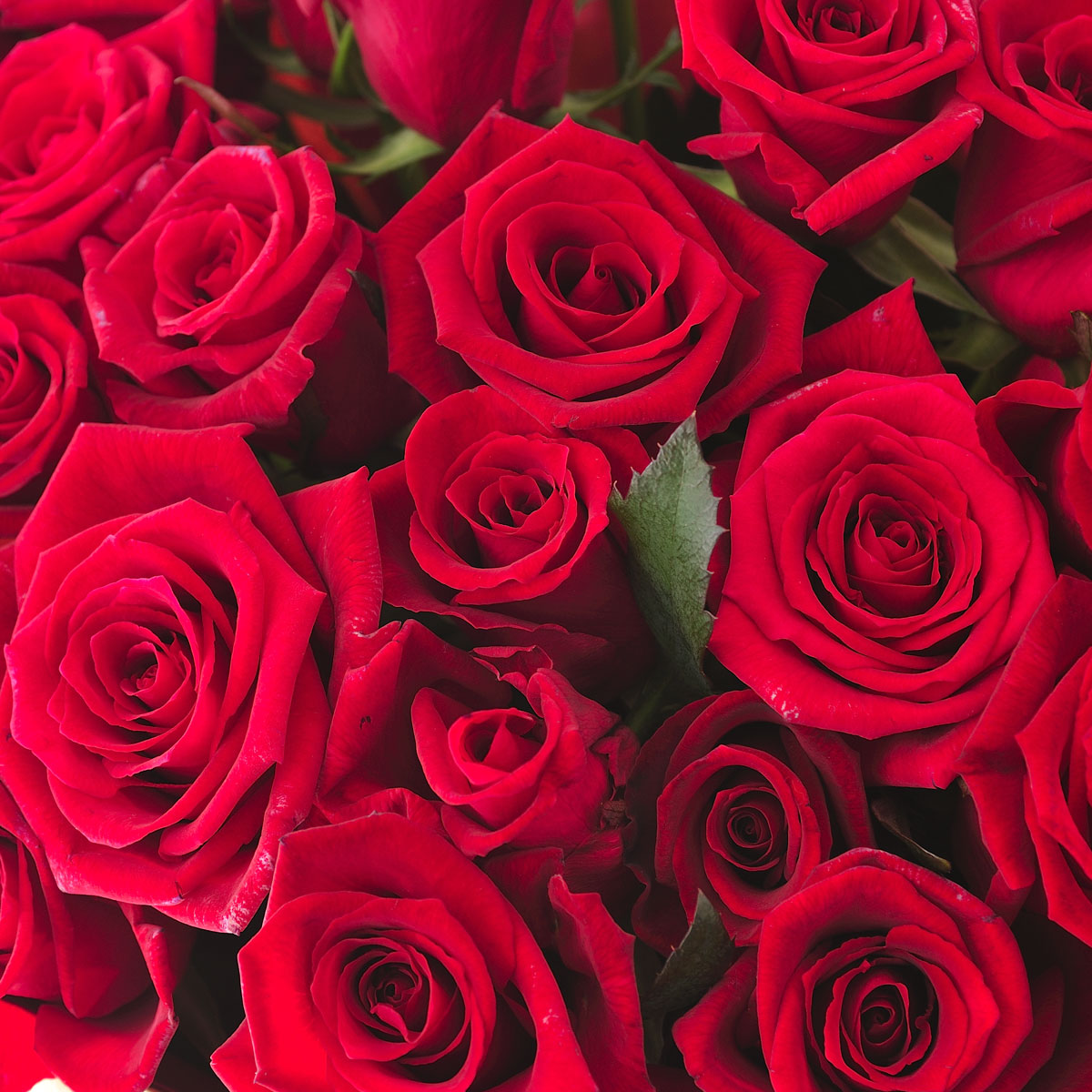 楽天市場】【送料無料】花瓶フラワー・フラワーベース 丸シリンダー