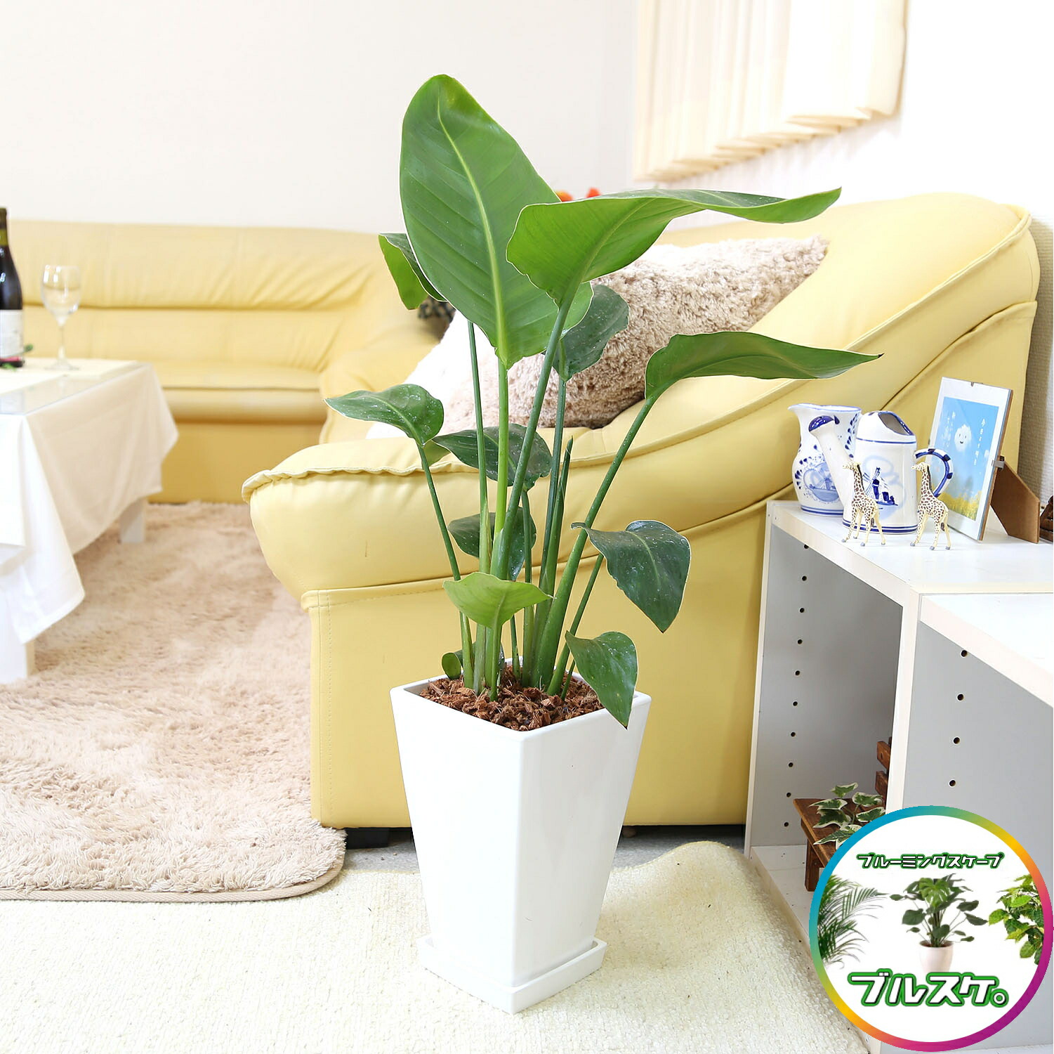 楽天市場】ストレリチア（ストレチア）・オーガスタ 7号 ホワイト