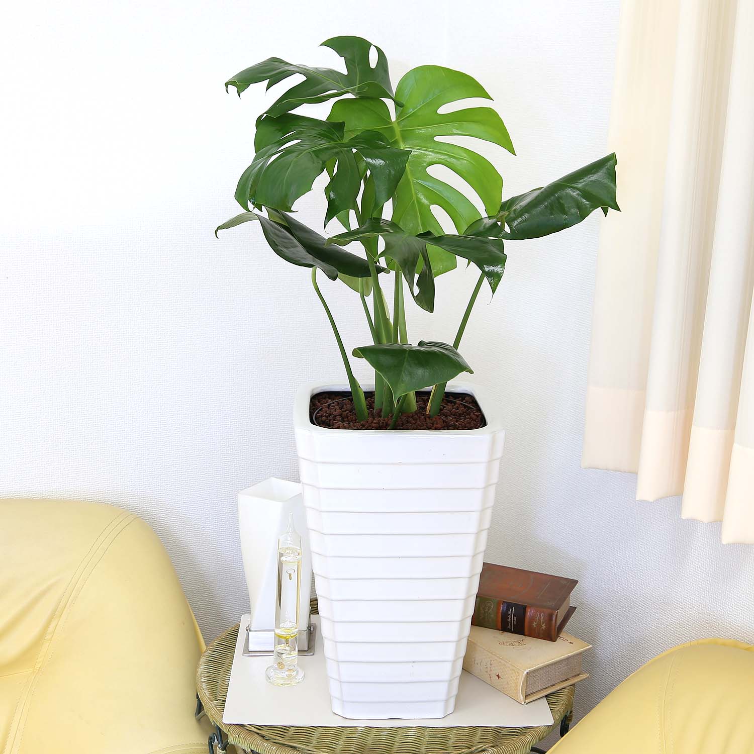 楽天市場】土を使わないで清潔な大型サイズのモンステラ・ホワイト