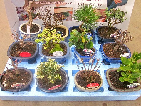楽天市場】ミニ盆栽 おまかせ 12鉢セット 陶器鉢 鉢植え 鉢 植物 用土
