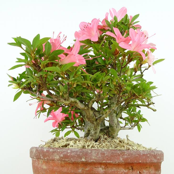 楽天市場】盆栽 皐月 新日光 樹高 約22cm さつき Rhododendron indicum