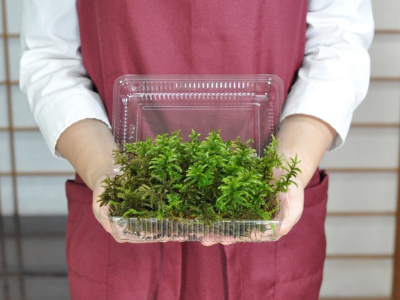 楽天市場】苔 高野万年草(コウヤノマンネングサ)パック こうやのまん