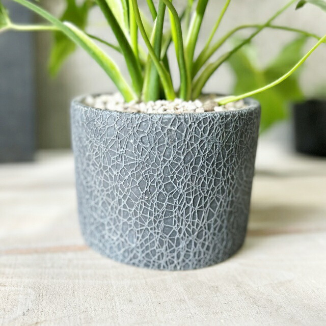 た*ま様 5株セットL046selloum Var フィロデンドロン・セローム・ 楽天