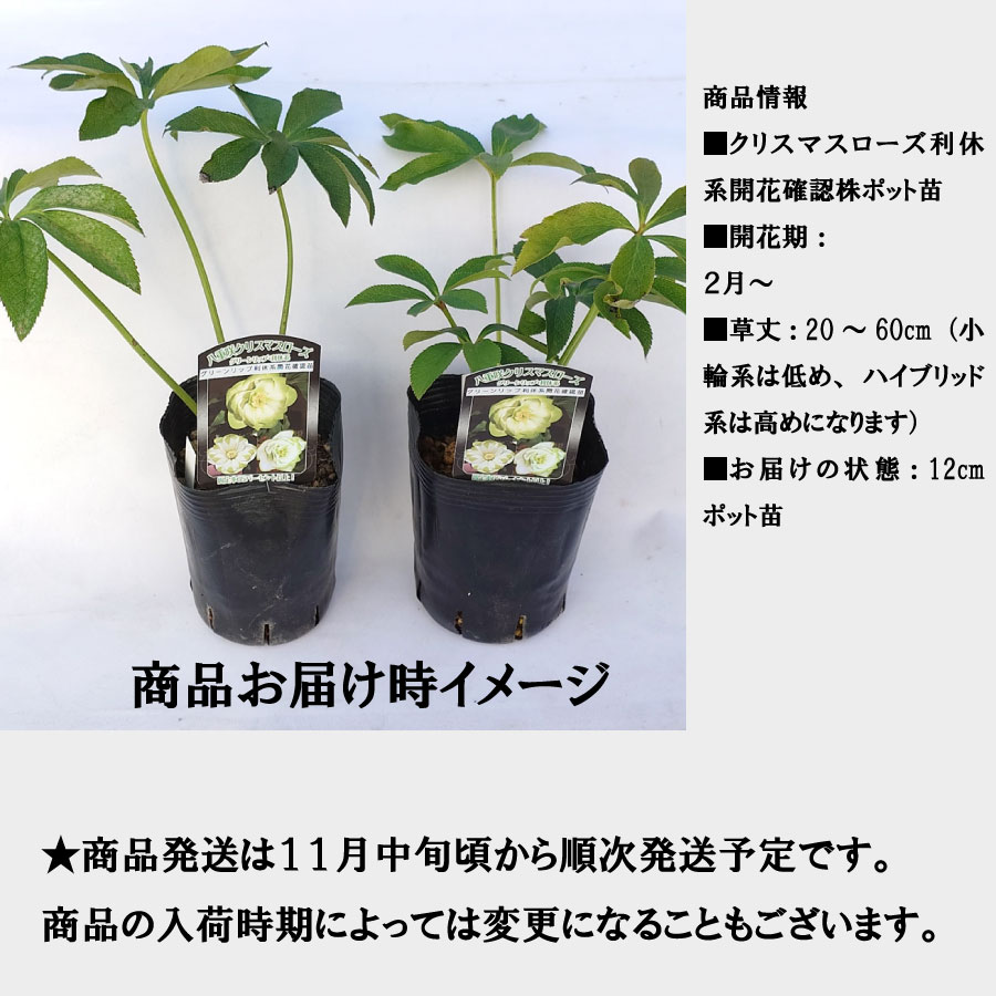楽天市場】クリスマスローズ 利休系苗 グリーンリップ 曽田園芸 開花