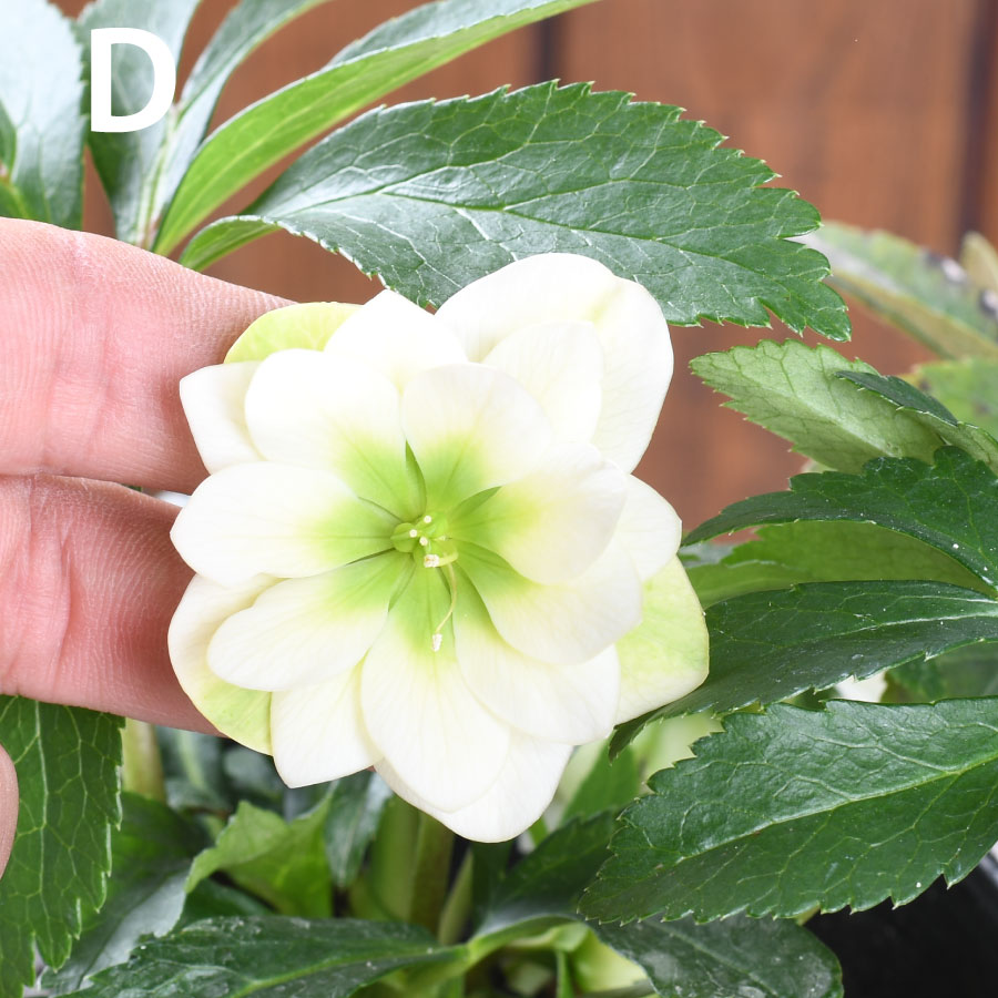 楽天市場】【決算特価セール！】 曽田園芸 新品種 姫小町 小輪多花性