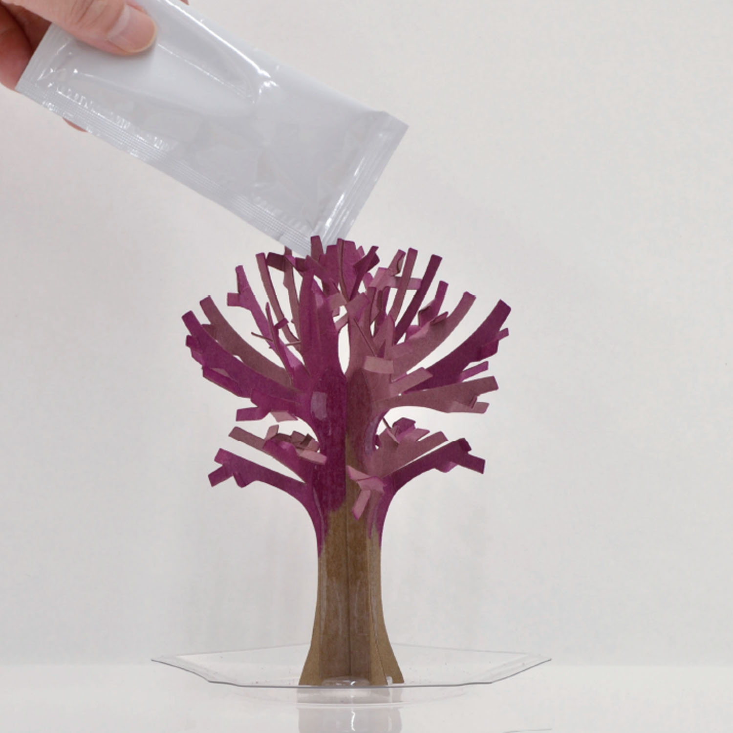 楽天市場】KOKUBO マジック桜 小久保工業所 桜 さくら マジックさくら