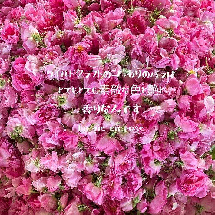 楽天市場】◇ローズ 精油 ローズオットー3％希釈 10ml ～100ml