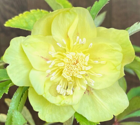 楽天市場】クリスマスローズ グリーンゴールドの通販