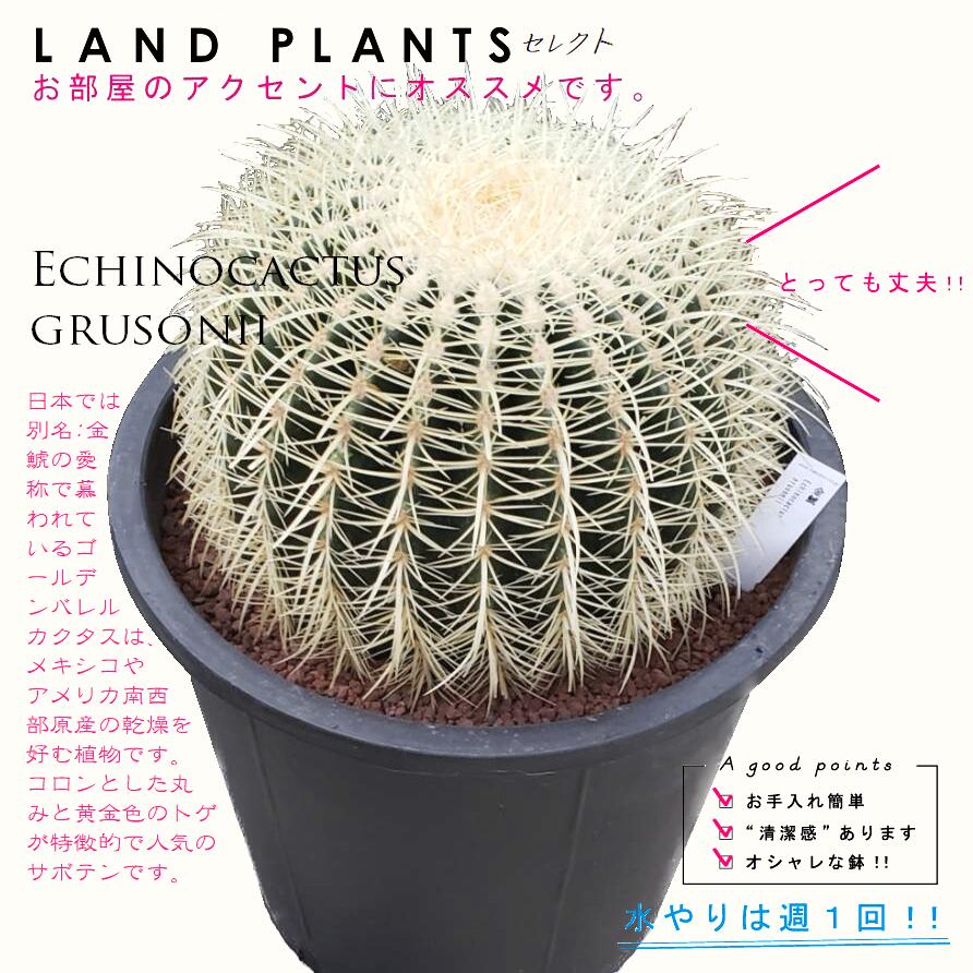 楽天市場】【大型】 サボテン（金鯱：キンシャチ） 12号 黒色