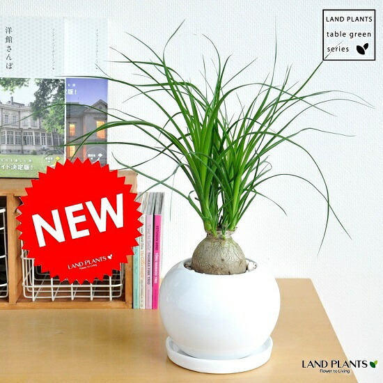 トックリラン」の人気商品一覧 | 安い商品を通販サイトから探す - 価格.com