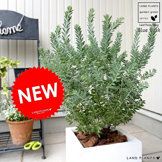 楽天市場】アカシア（ブルーブッシュ） ホワイト キューブ型 陶器鉢