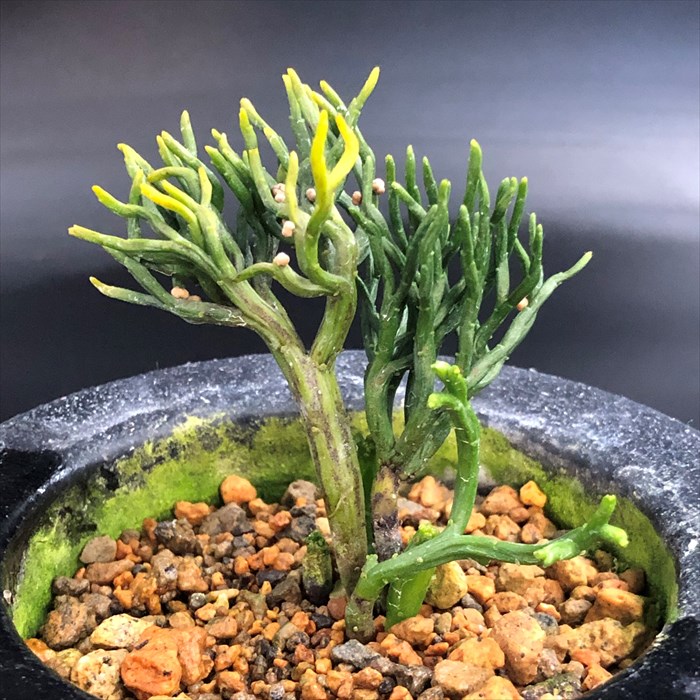 楽天市場】【現品販売】松葉蘭 青龍角 3.5号観音鉢 マツバラン 古典